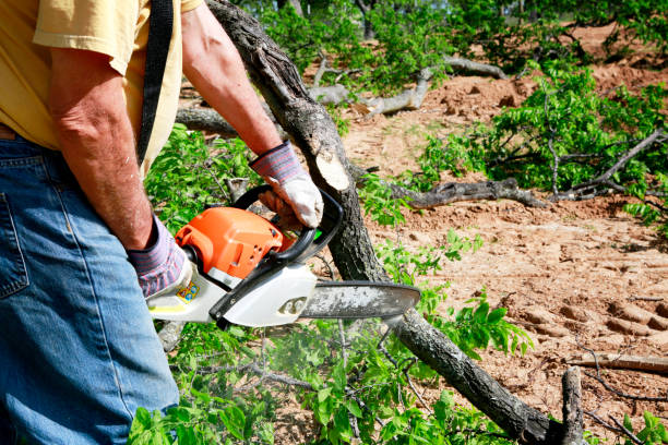 Best Emergency Tree Removal  in Holton, KS